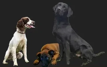 Spaniel, Labrador and Malinois puppy