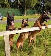 Three Belgian Malinois at a fence